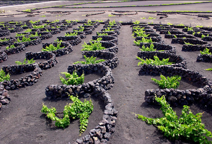 Невероятные сады Лансароте: что испанцы выращивают в круглых ямах из пепла 